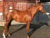 Lote 450, Sleeping Indian y Vivre Sa Vie (Nashwan)